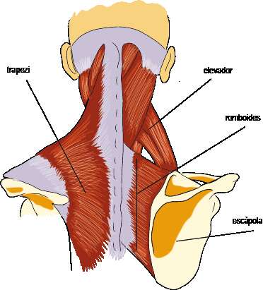 El pes que arriba al casteller per les espatlles és transmès a la columna cervical i dorsal mitjançant els músculs elevadors de l’escàpola, els romboides i el trapezi